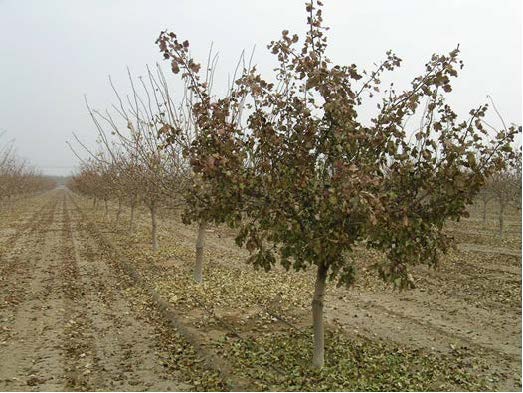 Winter Juvenile Tree Dieback (WJTD) – a Problem in Pistachio in